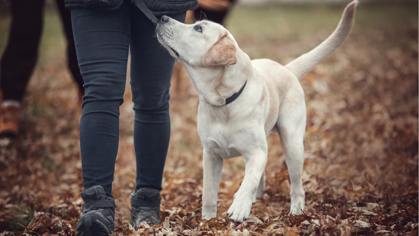 columbus board and train lab loose leash walking heeling