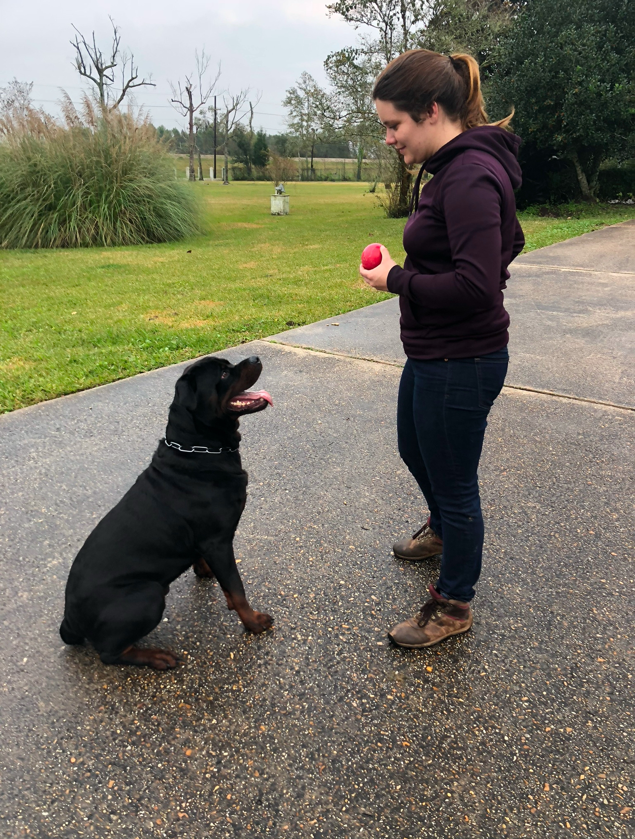 obedience training columbus ohio