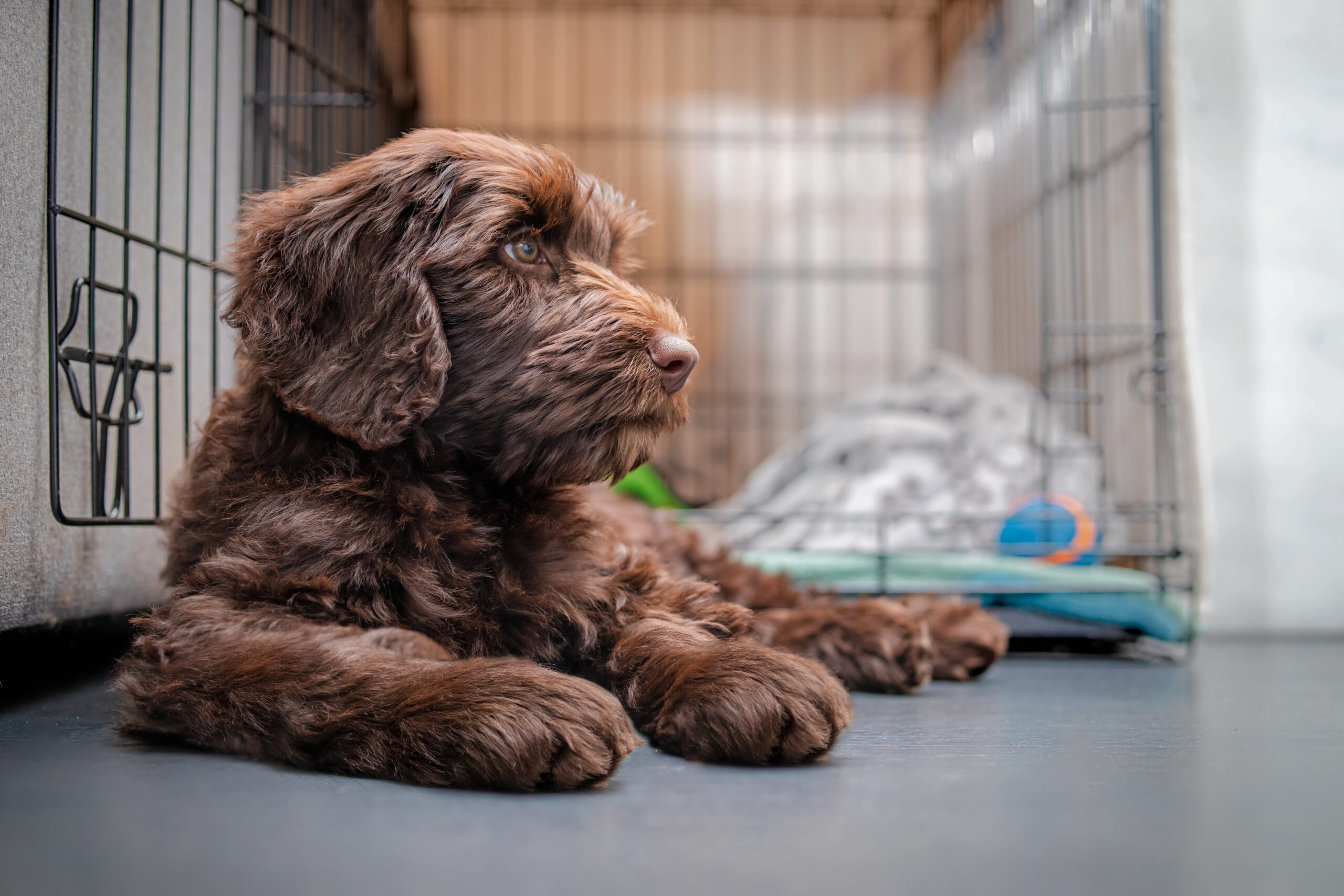 when to start training a puppy in columbus ohio when to start training a puppy in columbus ohio